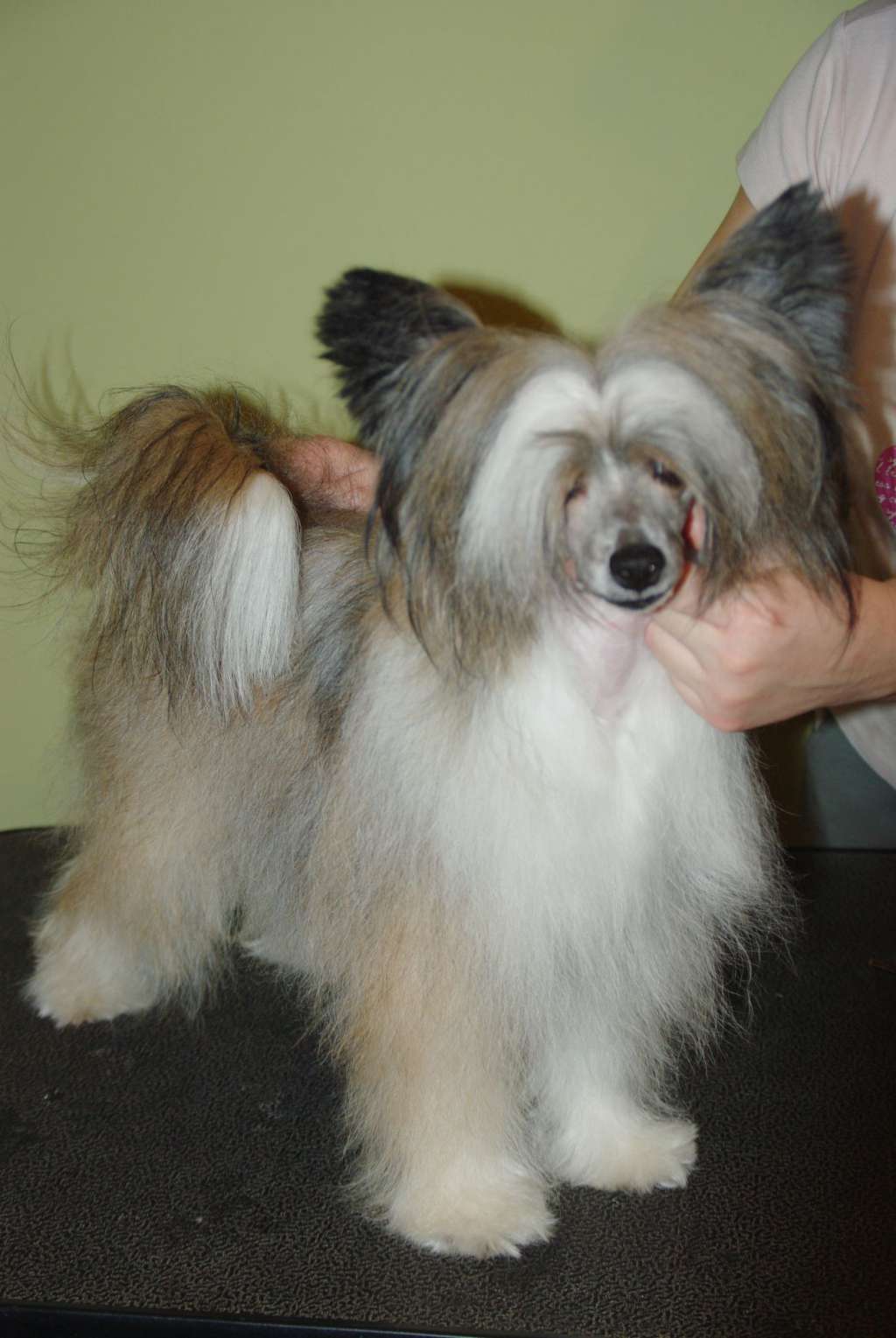 Tiffany True Love Mali Zmaj