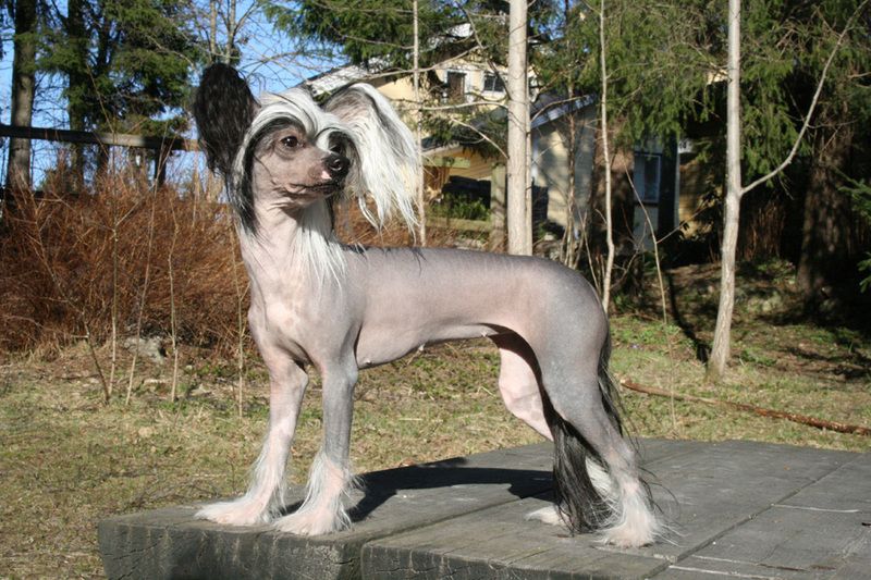 Mooncrest Favourite Girl