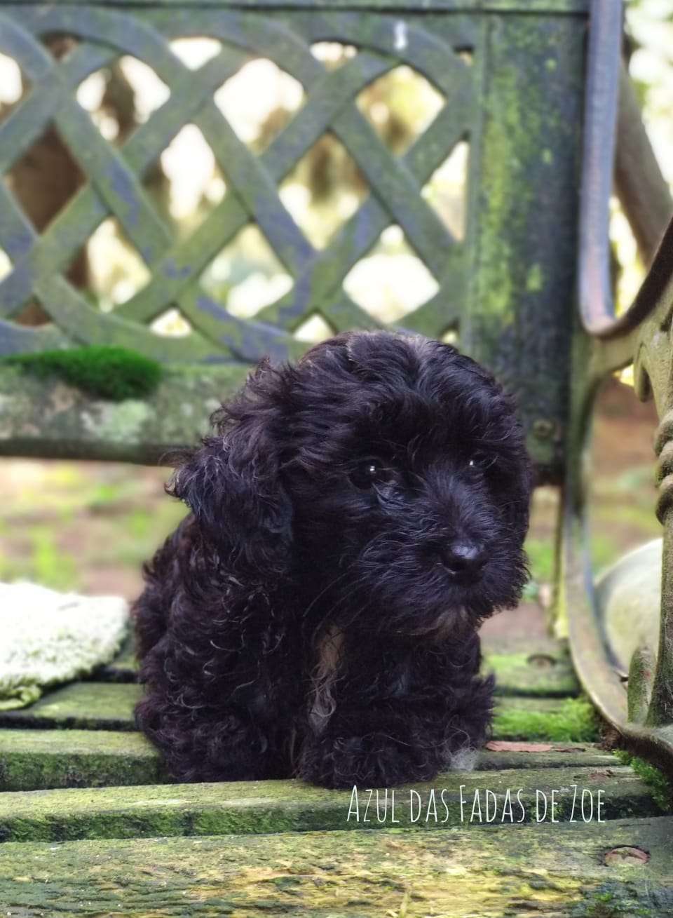 Azul Das Fadas de Zoe