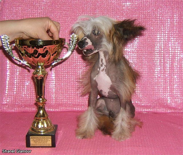 Shanel Glamour Le Par Rain