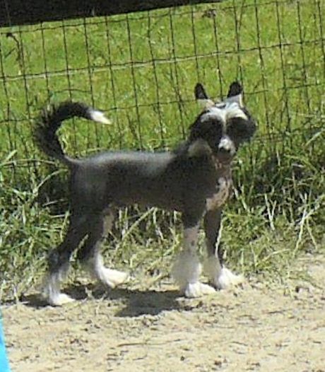 Hutch Top Model de Rama