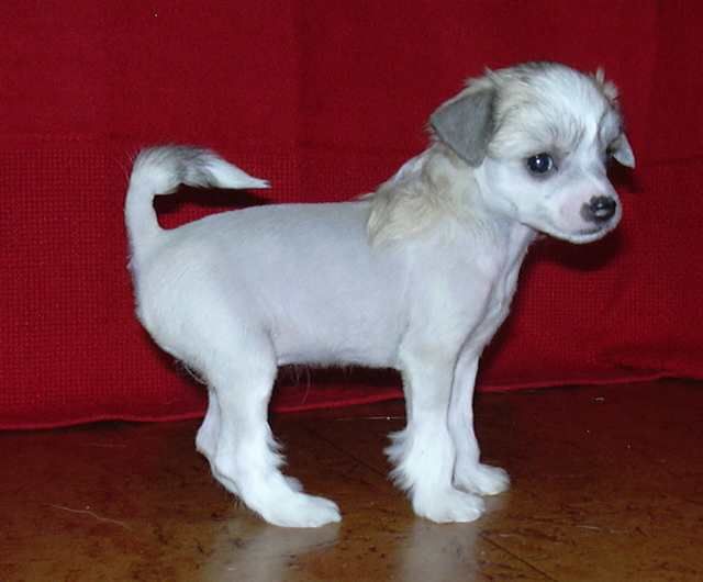 Phrostmade's TinkerBell