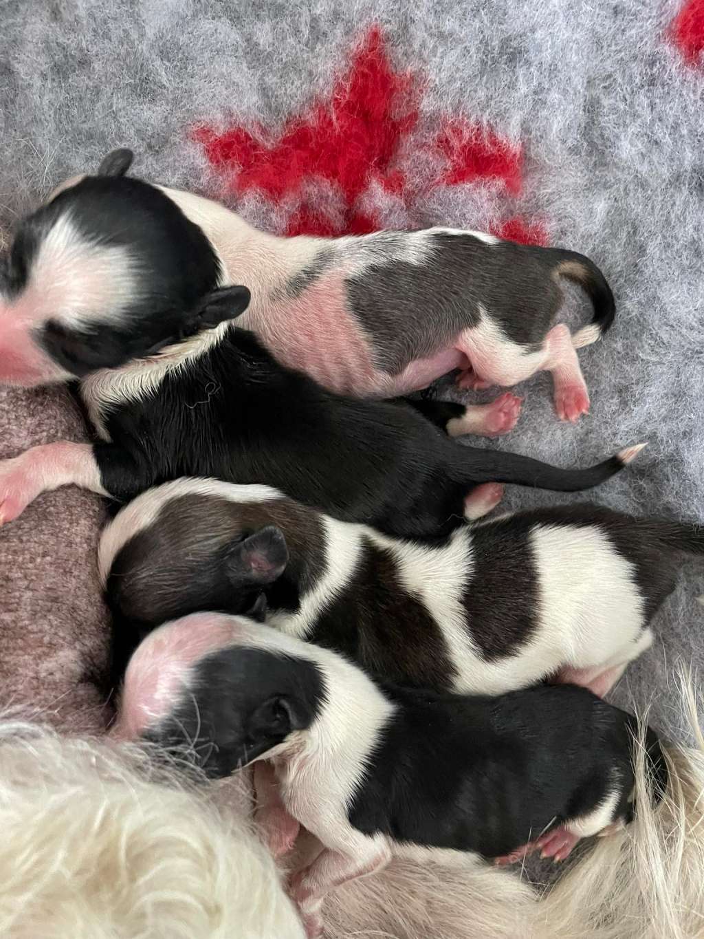 L .... Z Valdorfskych Lesu