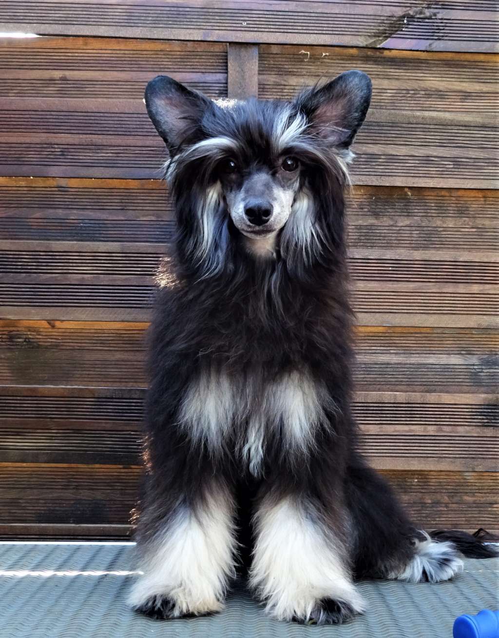 Jerry Diamond of the Night