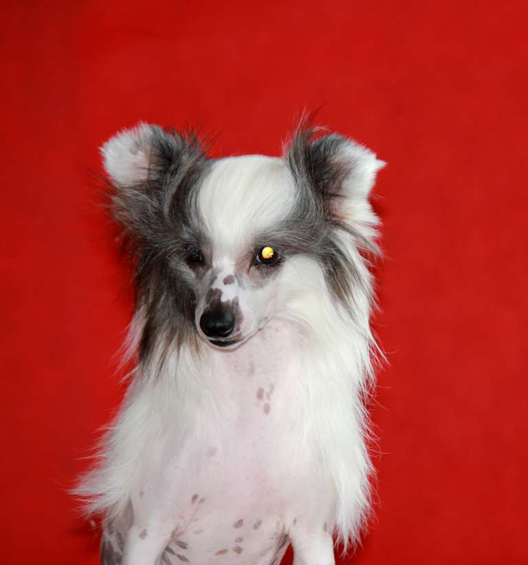 Uletnii  Patsan  dlya   Liris