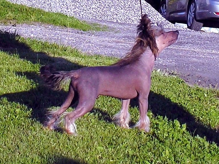 Rimabra's Action Time