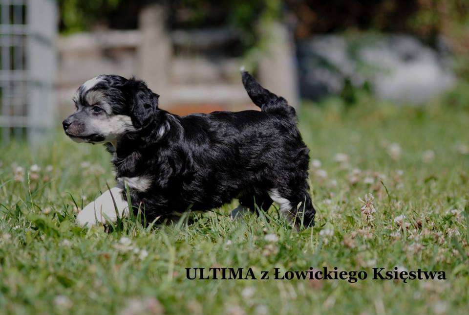 ULTIMA z Lowickiego Ksiestwa