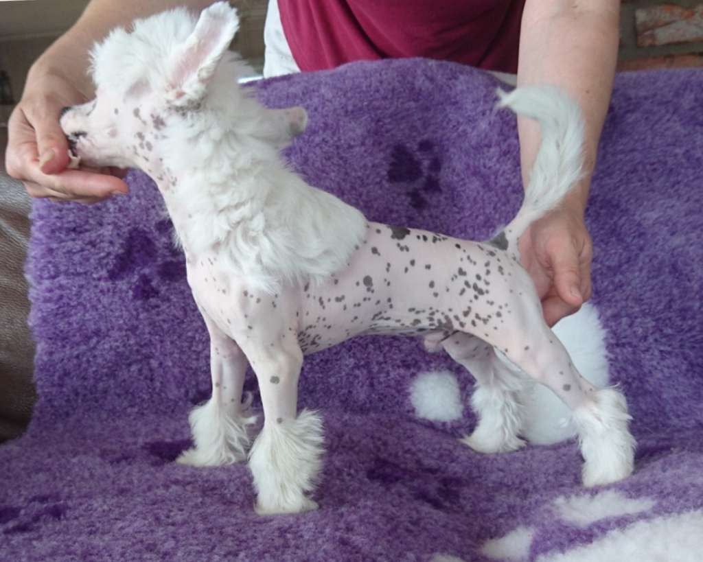 Proud Pony Obi-Wan Kenobi