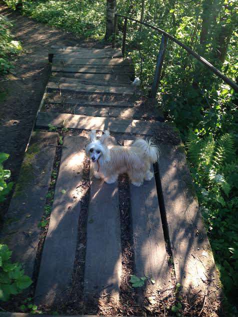 Selestiya Bronz Sweetheart