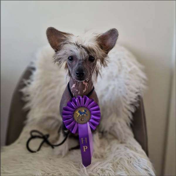 Bellatrix Luckycharm Maya