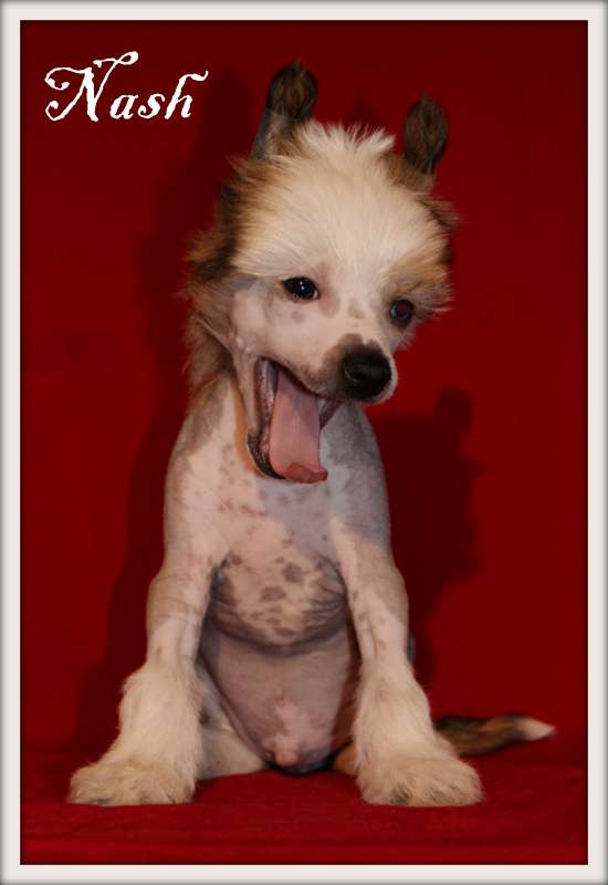 nash du pavé de varennes