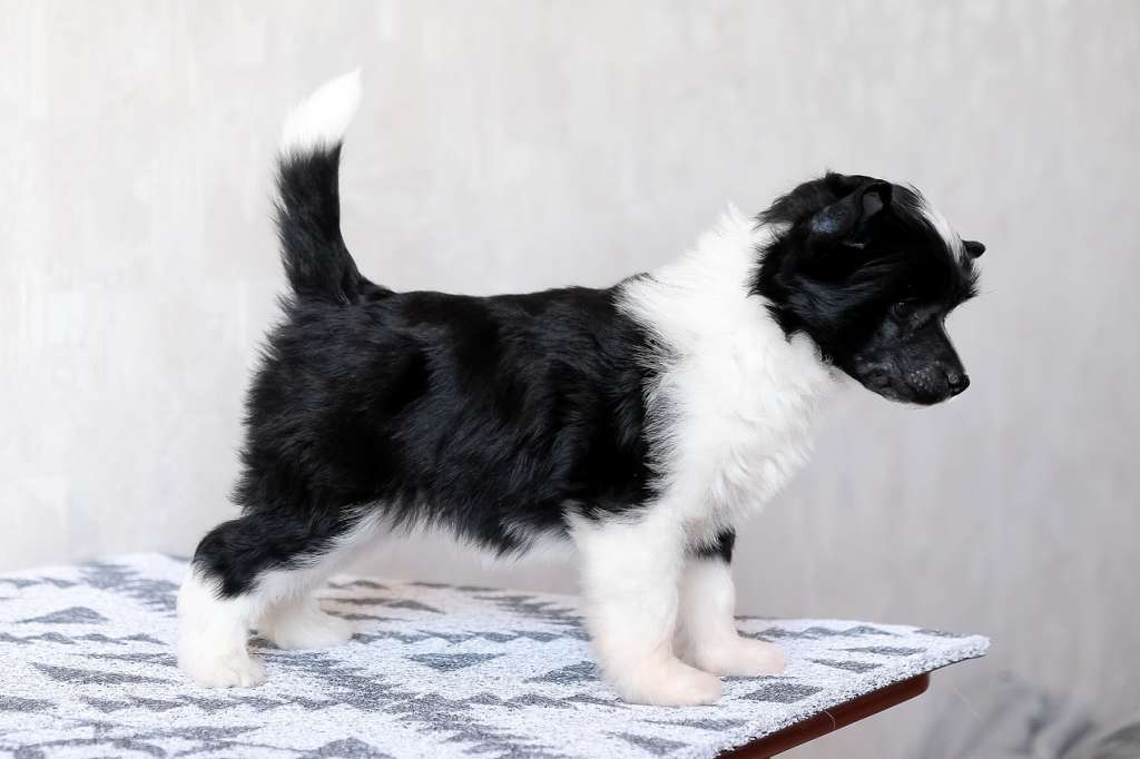 Tatka Nasoloda El Tiola