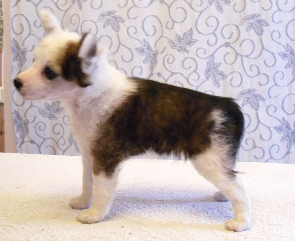 Bozo Gang's Diamond Bullet