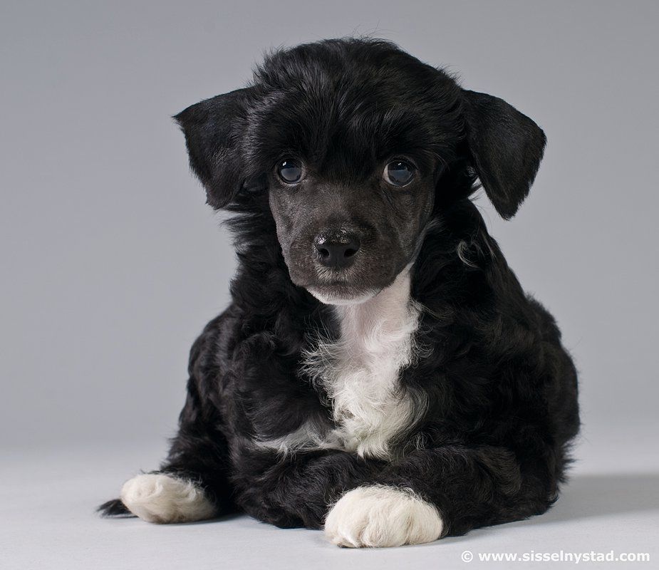 Yamha Yashwant Avrina