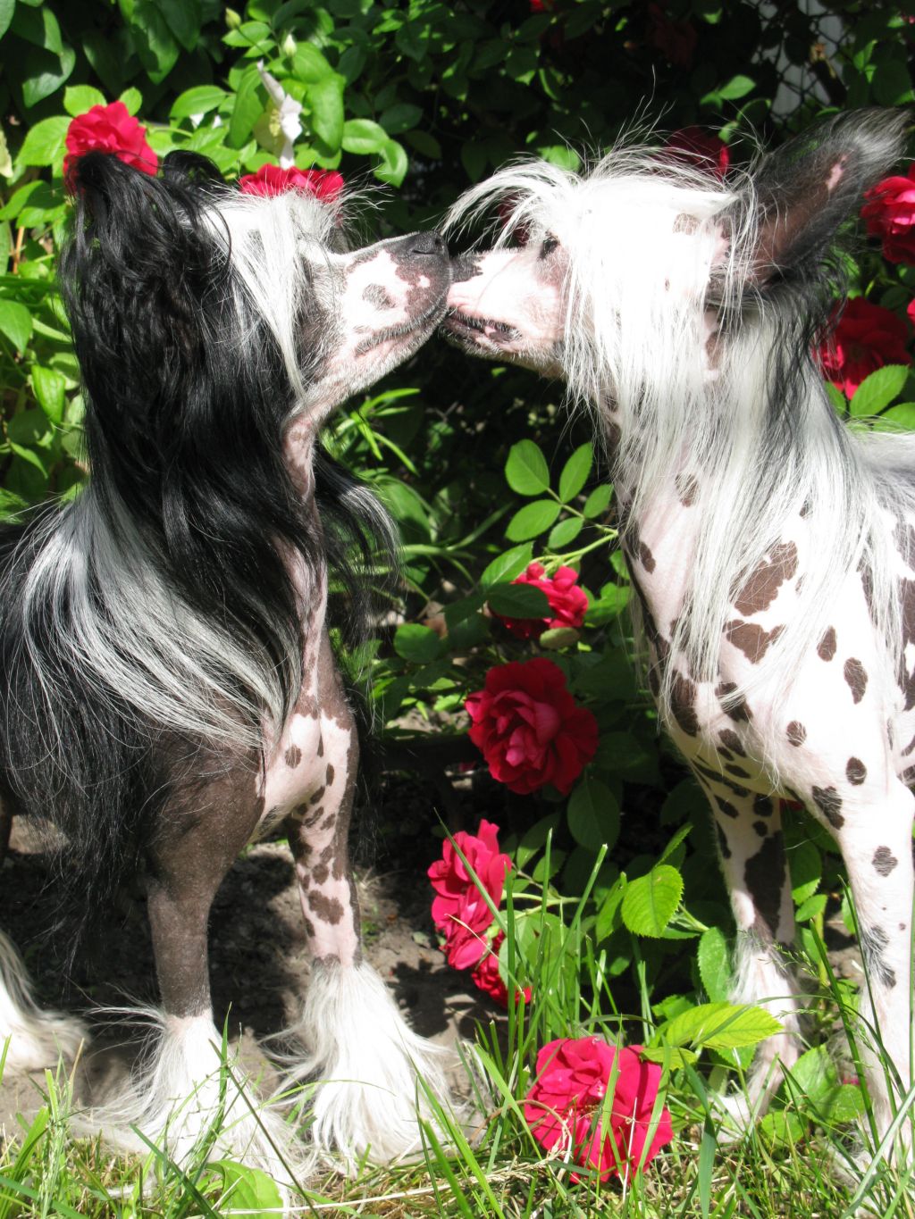 Gloxinia Lady Vip ot Bingwa Laini