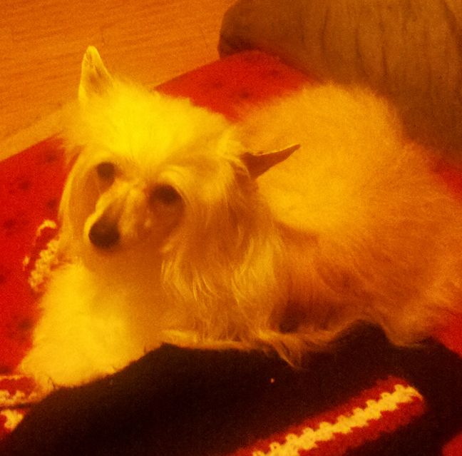 Krishna Lotus' Star Ruby