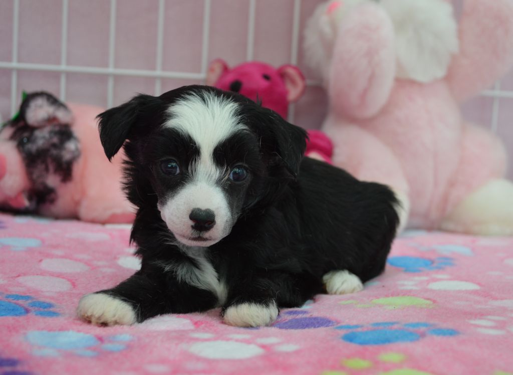 Blue Magic Nanu  Nana