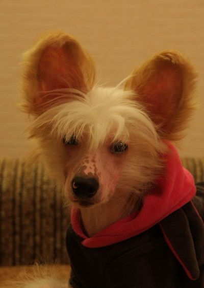 Saule Ray of Hope Iz Strani Cvetov 