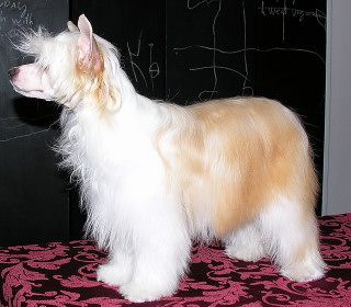 bayshore's flower power