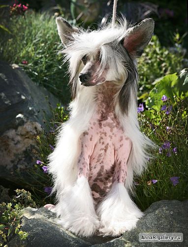 Dogland Happy Evolution