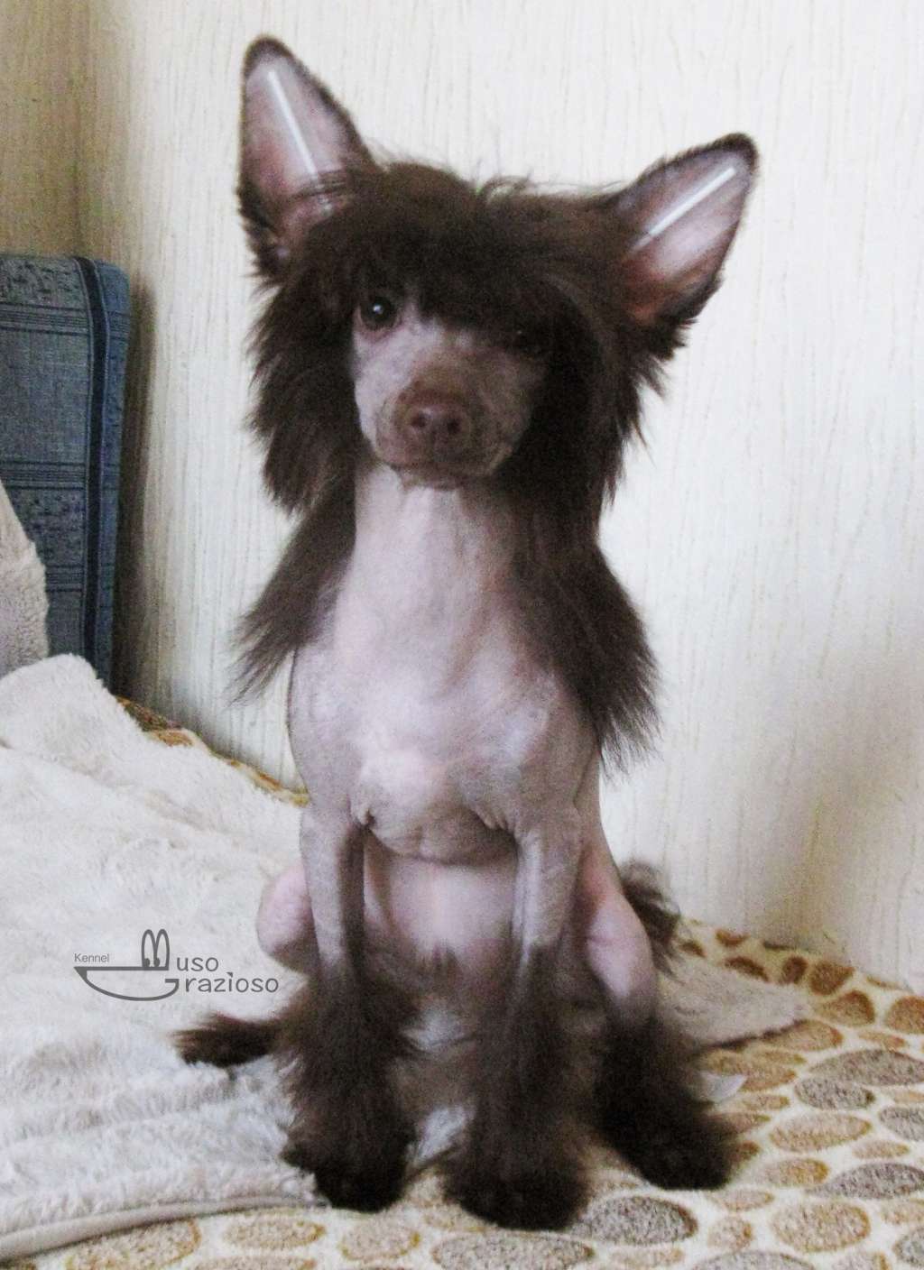 Muso Grazioso Believe In You