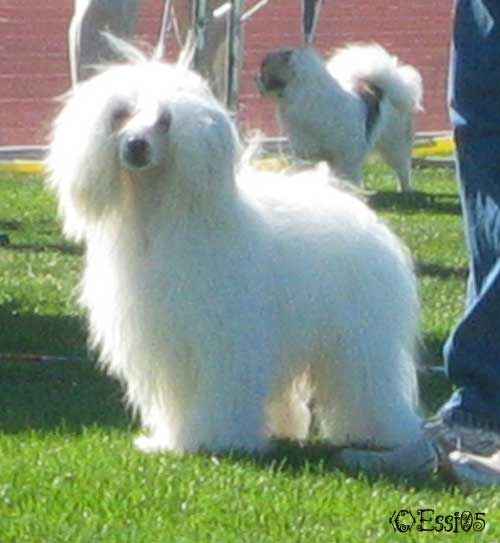 Zixie's Big Bad Wolf