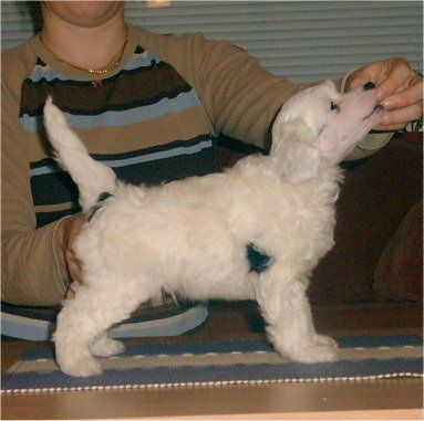 Kiikunkaakun Hugohermanni