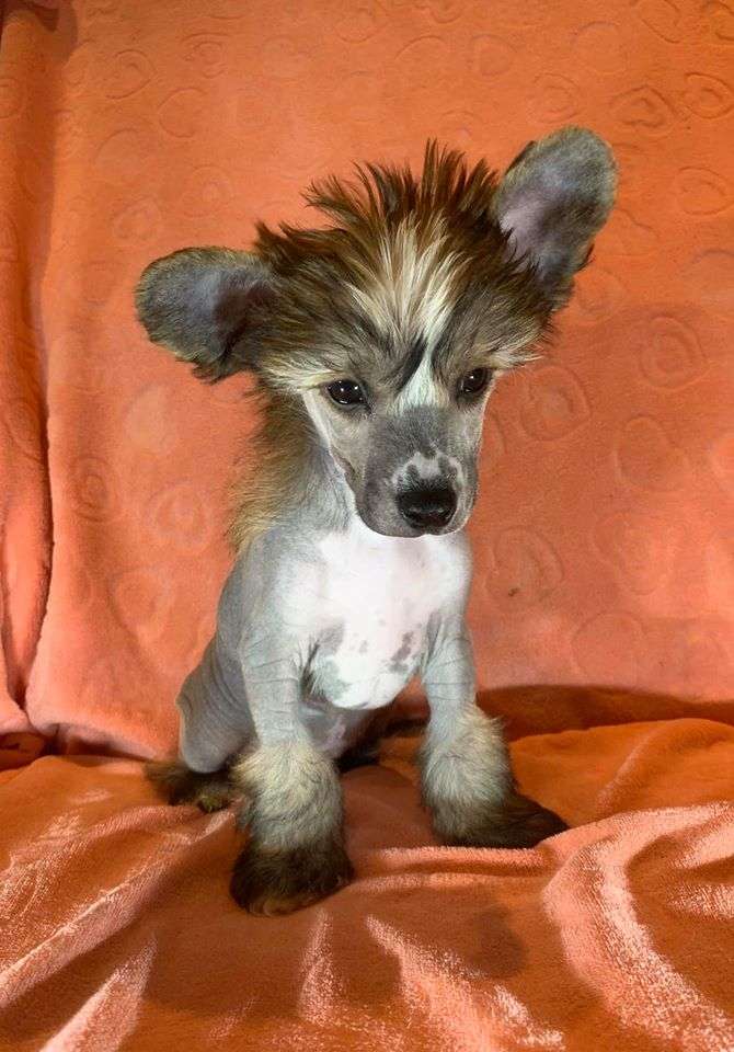 Proud Pony Voodoo Highway