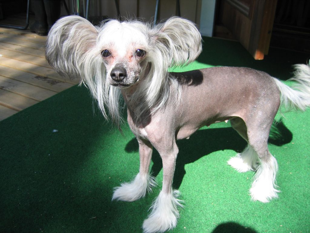 Zhannel's Luxurious Lady