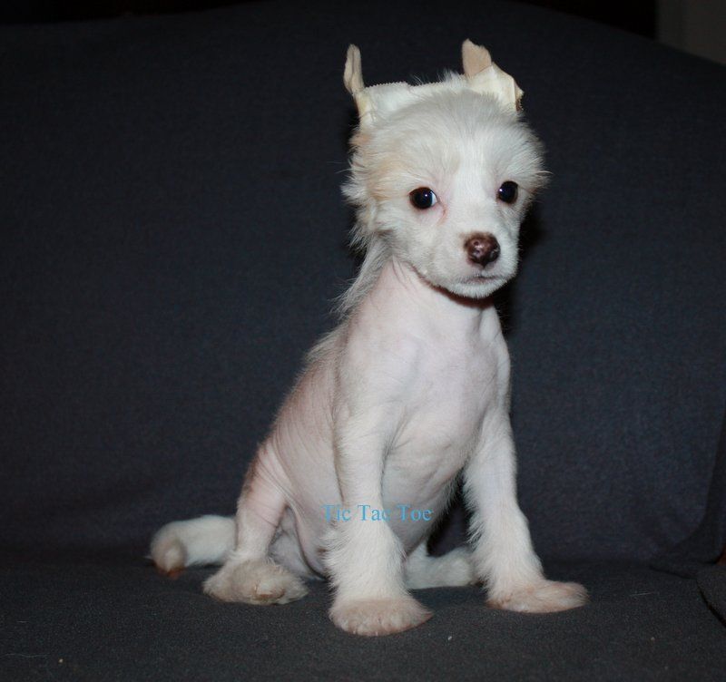 Tempelhüter's Tic Tac Toe