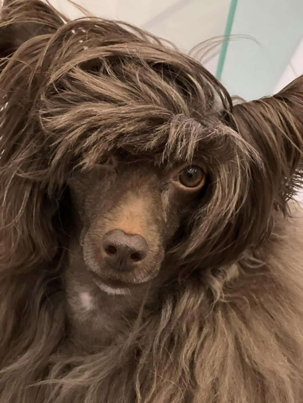 Charming Onyx  Furswood