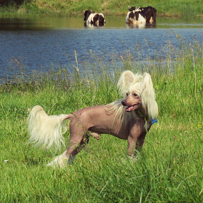 Steve Universe Of Love Ua