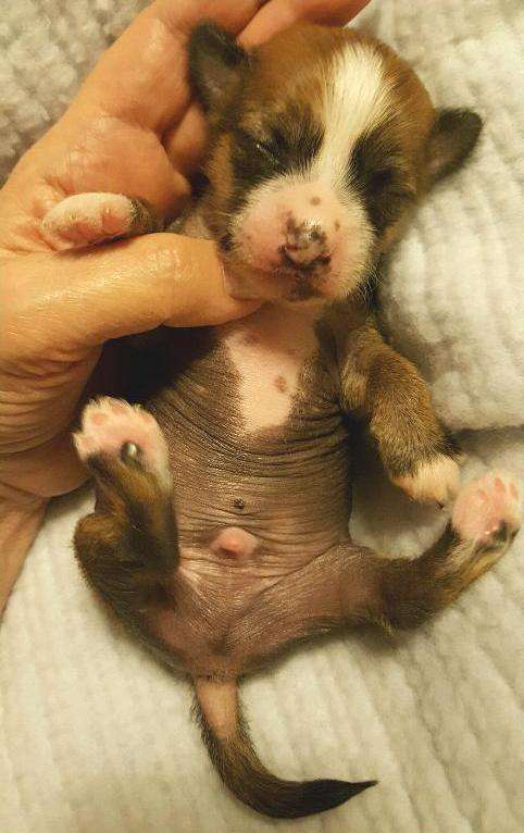 Holliwould Crestline Savoi