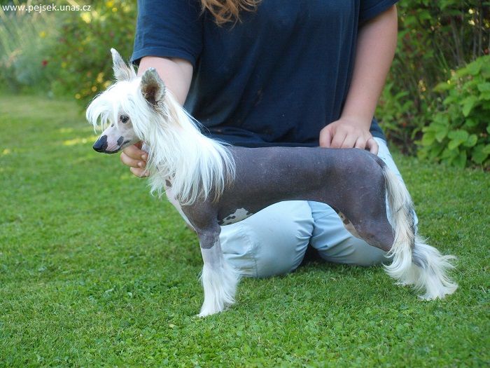 Ballerine ze Zatopené chajdy