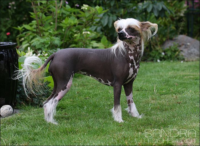 Cassata Gelati Salsa