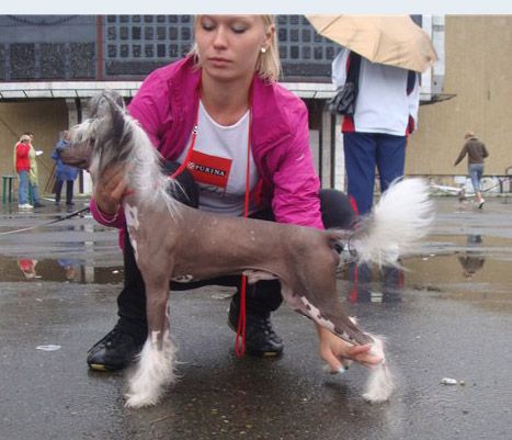 Kristal Yaniry Barhatnyi Sezon