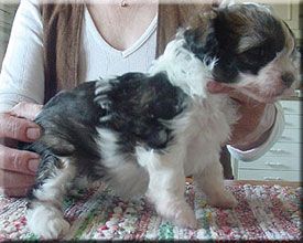 Sea Fire's Ain't She Sweet