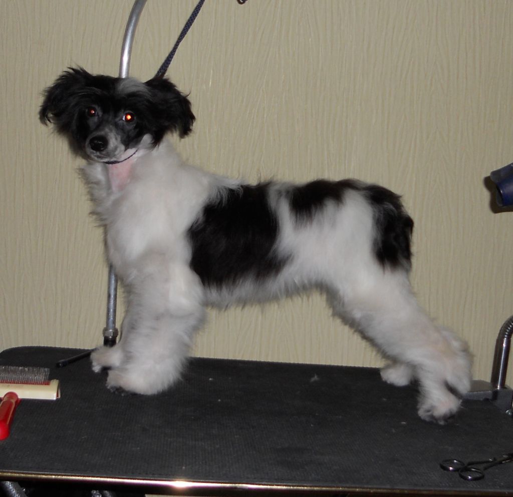 Fancy Style Bromelia