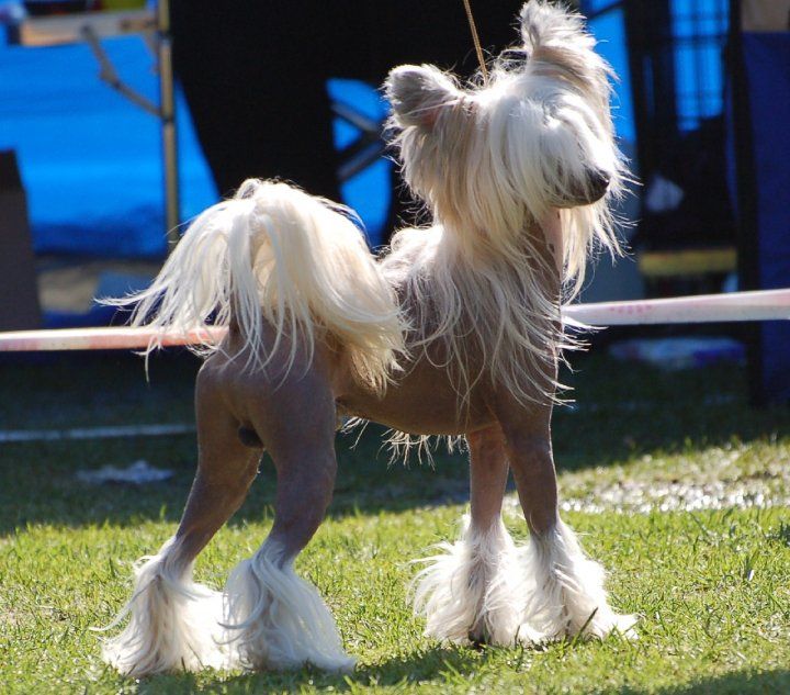 De La Mahafu's I'M Princ Herkules