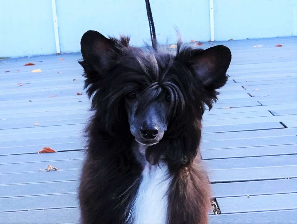 Gaston Diamond of the Night