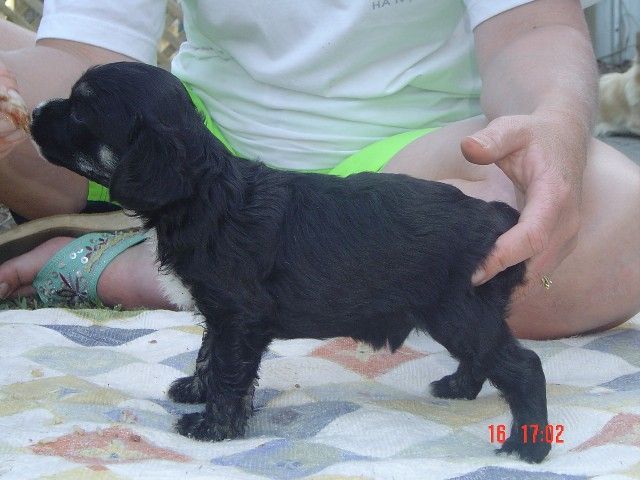 Sherabill Boogie Nights 