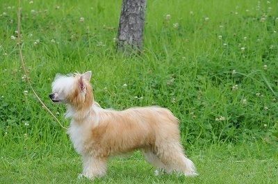 Rino Anne JP Winning Girl Diva