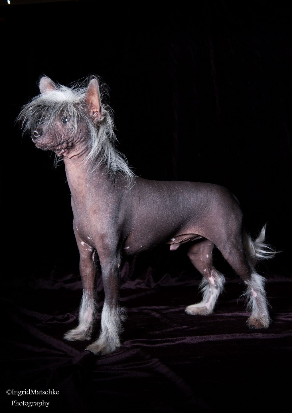 Xioma Darktown Strutter