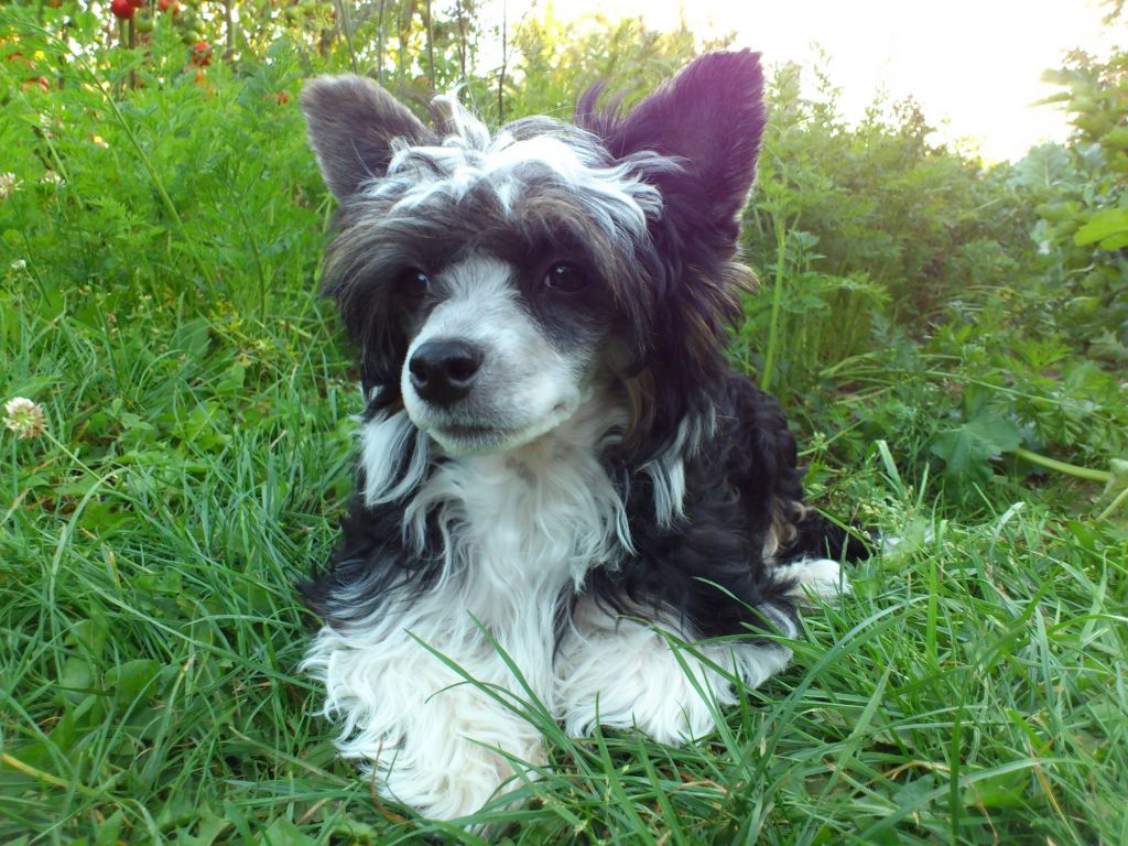 Ashira z Jestrebiho kralovstvi