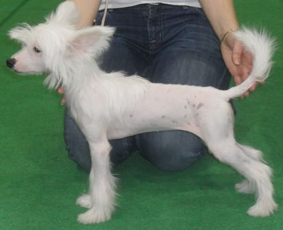 Crested Style Cherokee