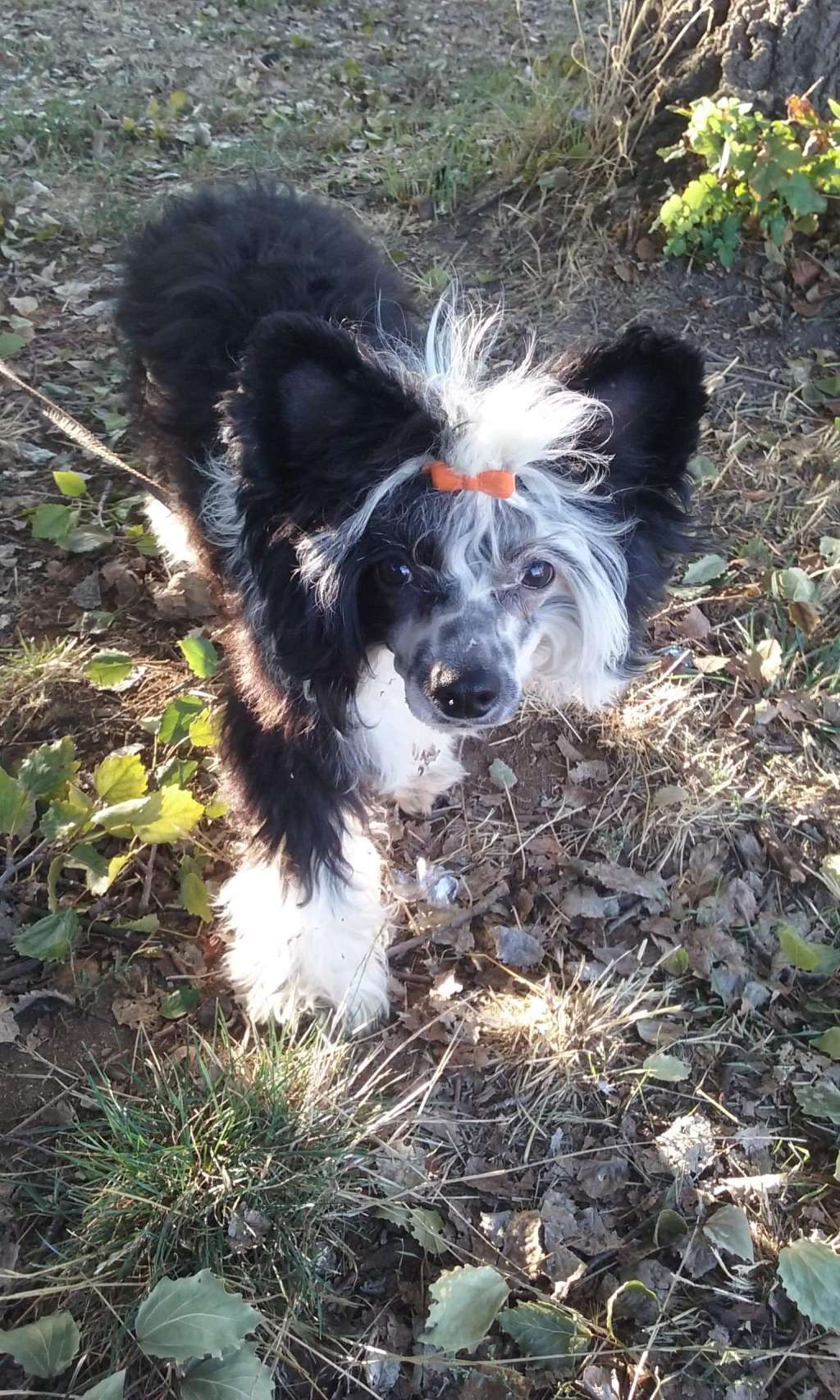 Ceasar powder Ankadi