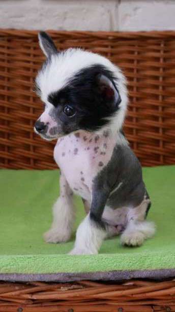 LISSI Kolekcja Szuwarka