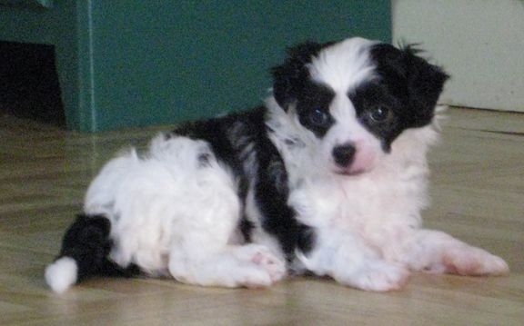 Jewels Early Edition