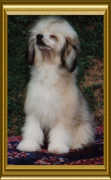 Aaron vom Höllgrund