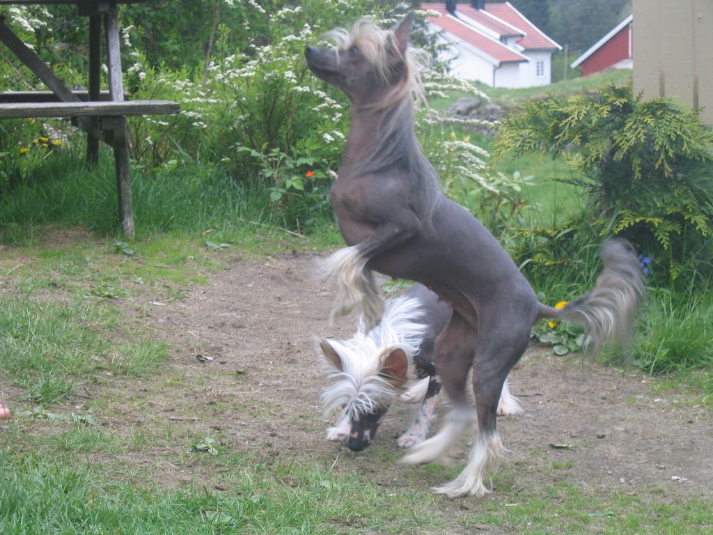 Sørperlas Miss Fanzy